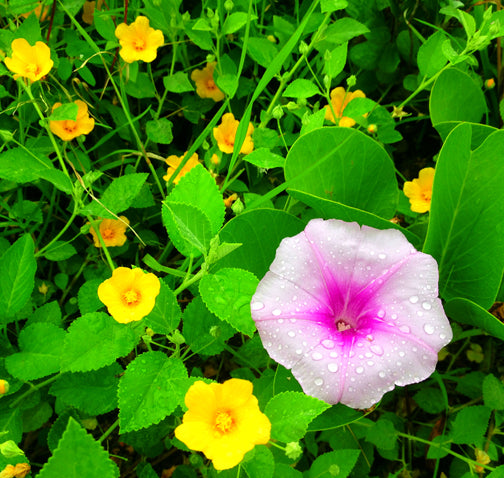 Sharing our ‘Why’: Gardening with Hawaiian Plants